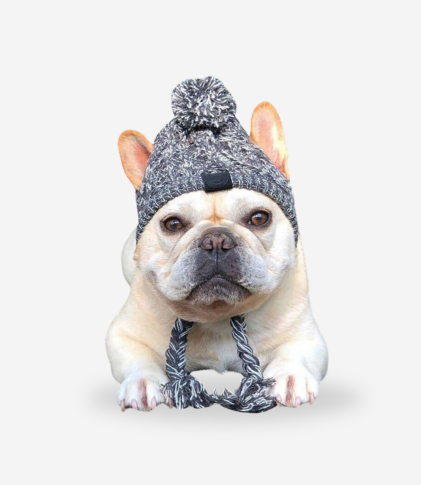 Winter Dog Hat