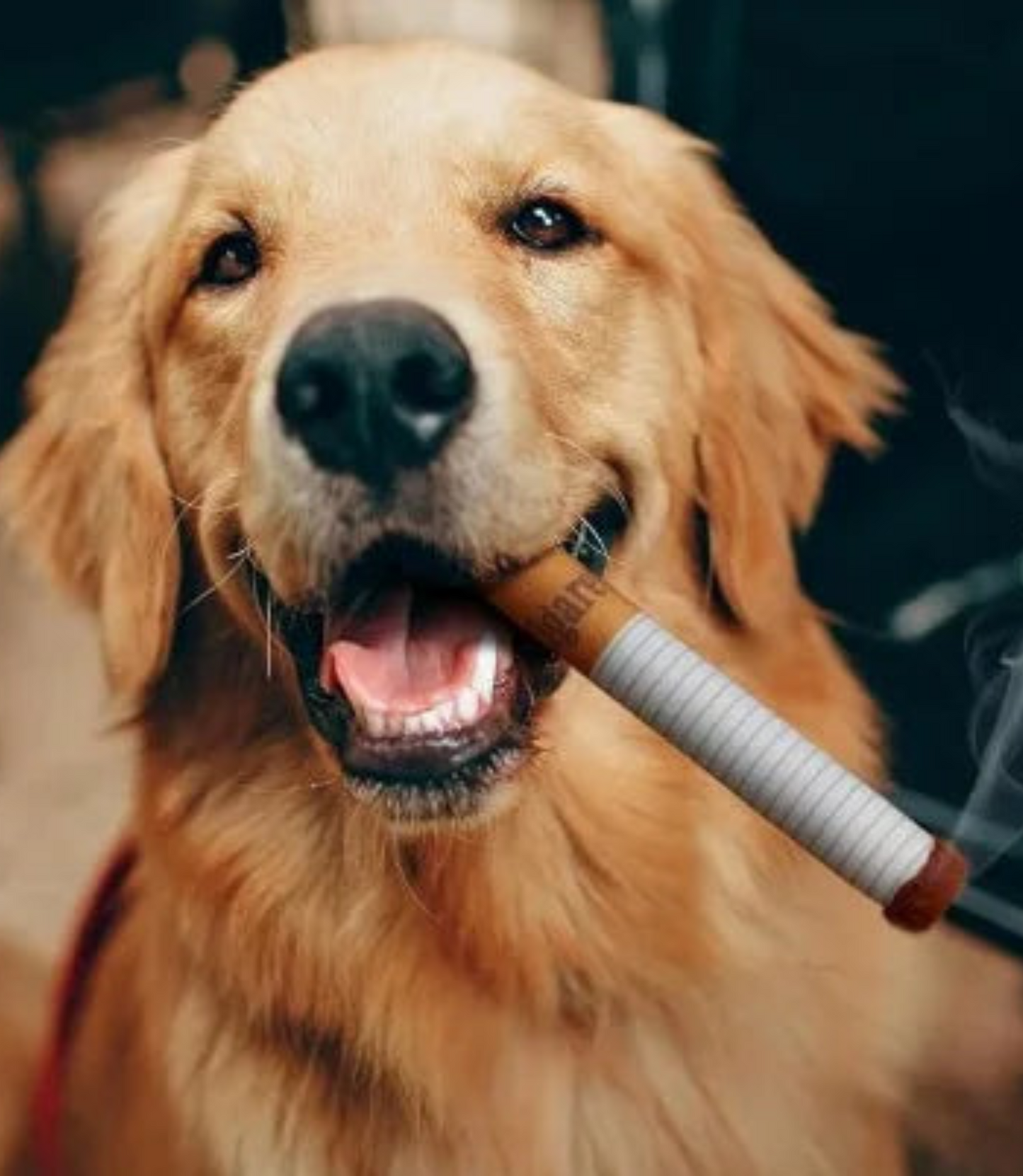 Cigarette Squeaky Dog Toys