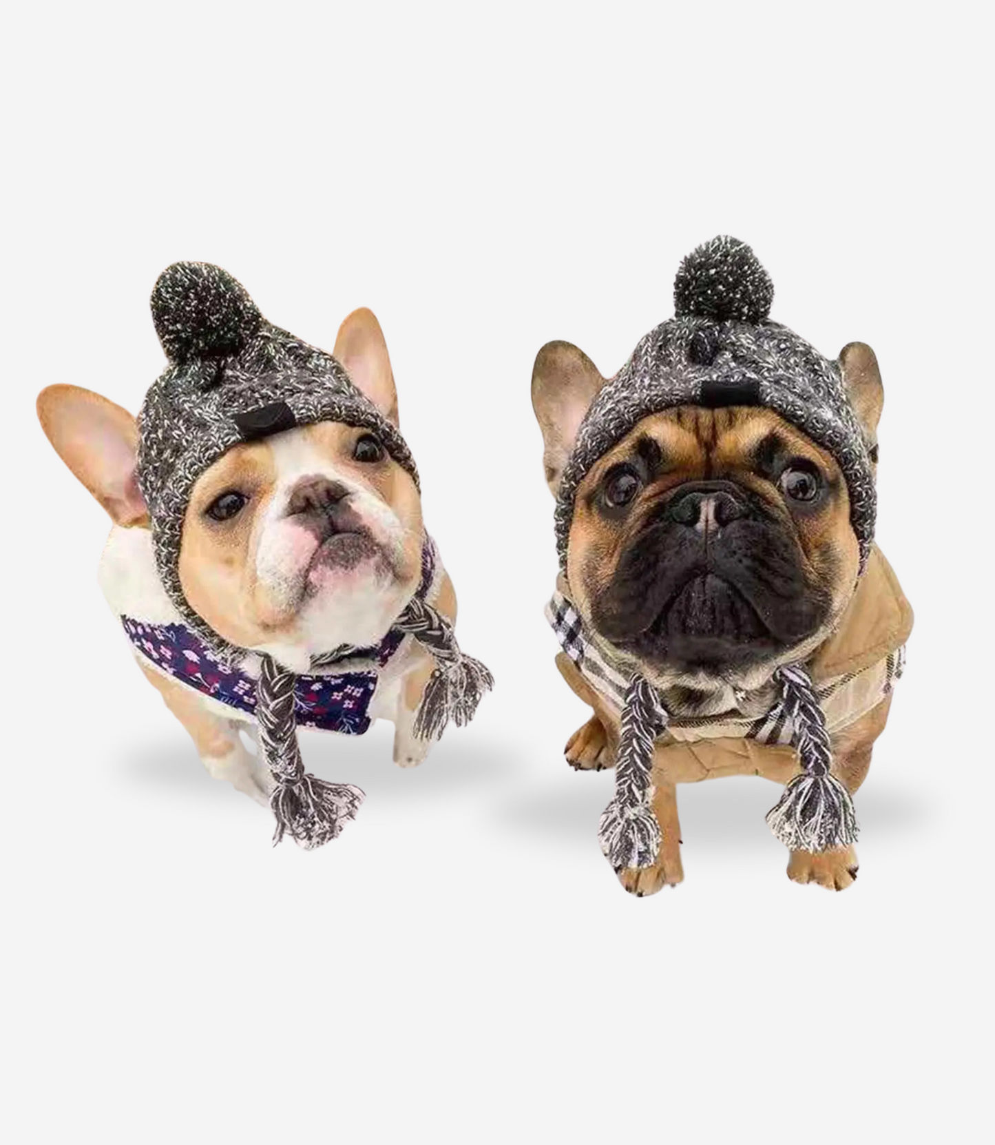 Winter Dog Hat