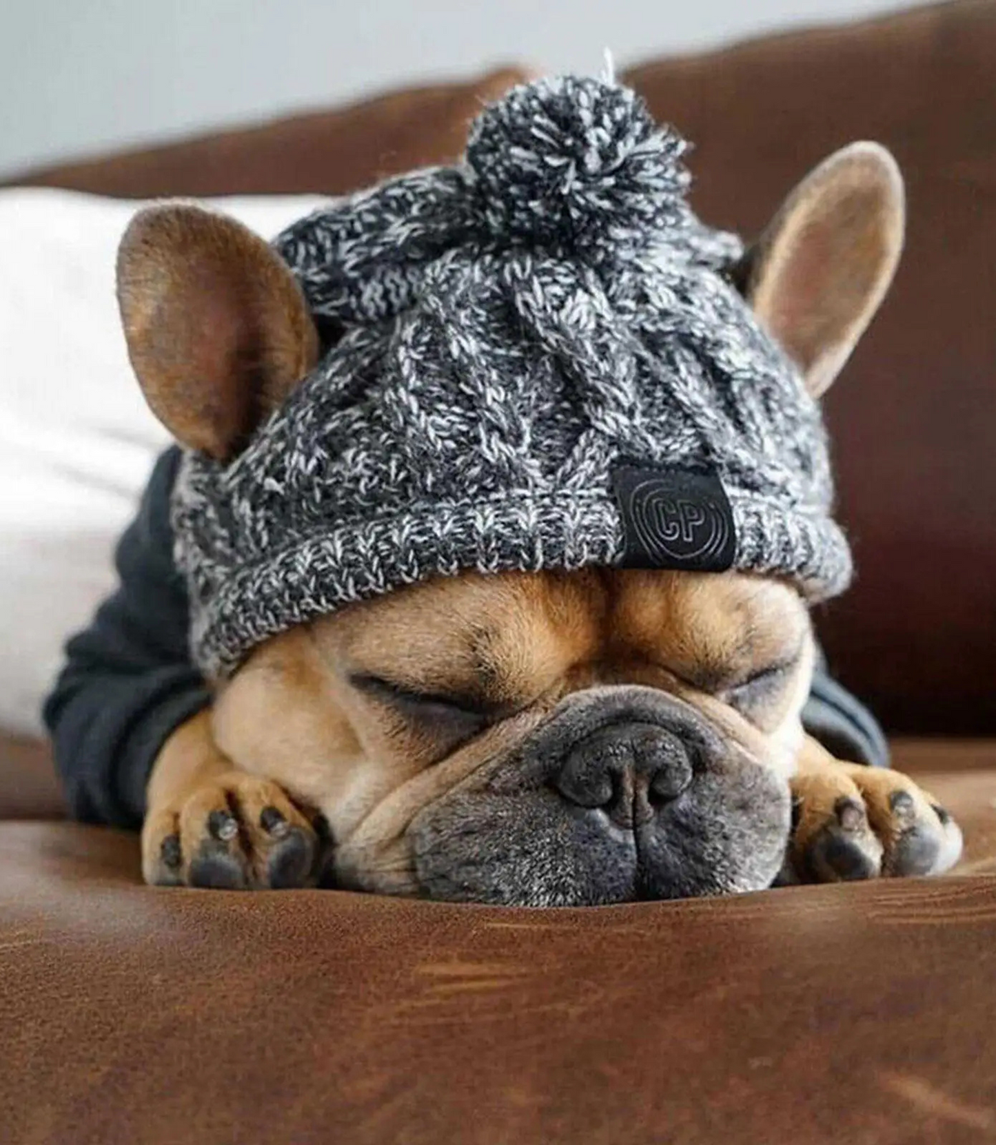 Winter Dog Hat