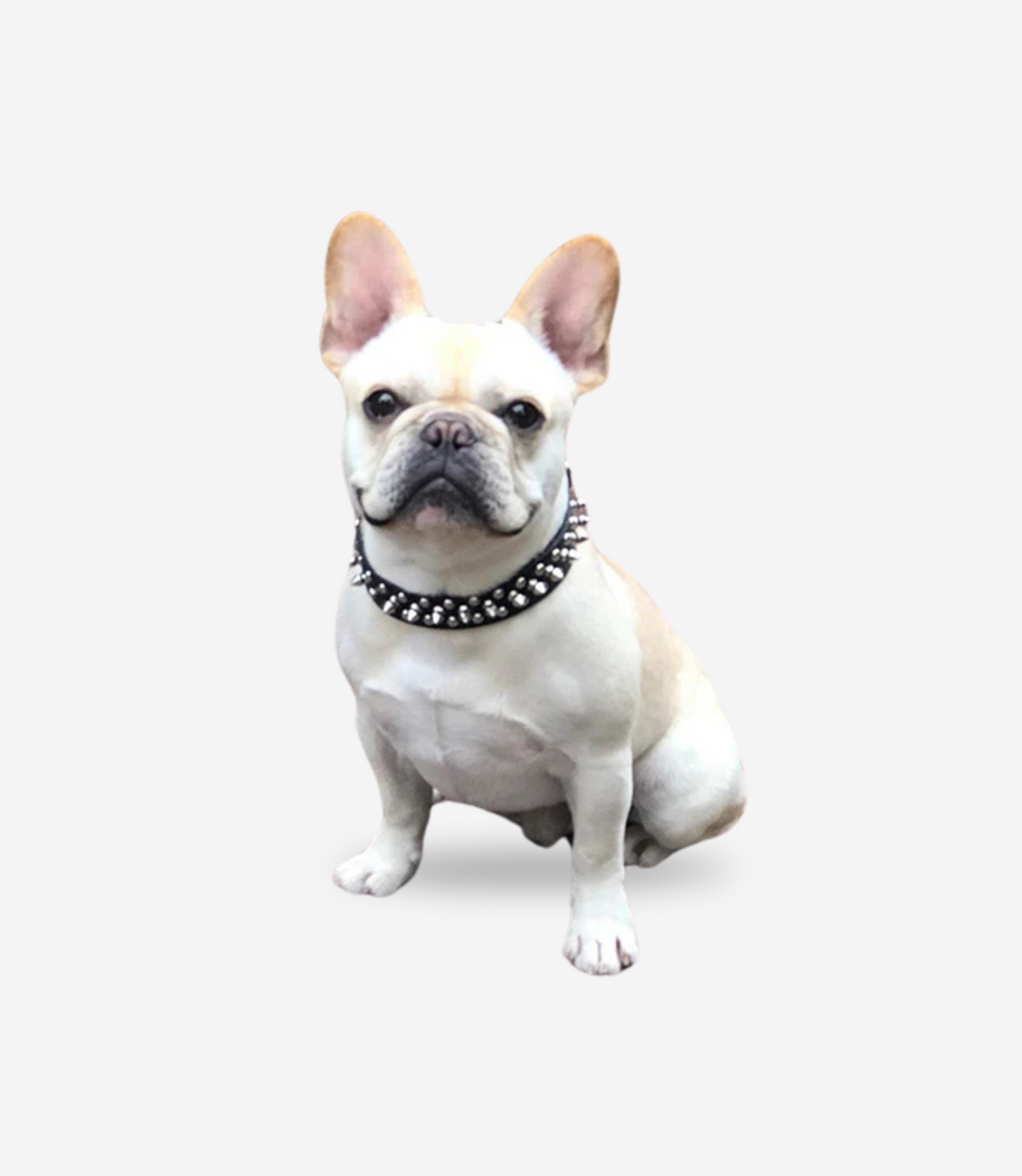 Leather Spiked Dog Collar