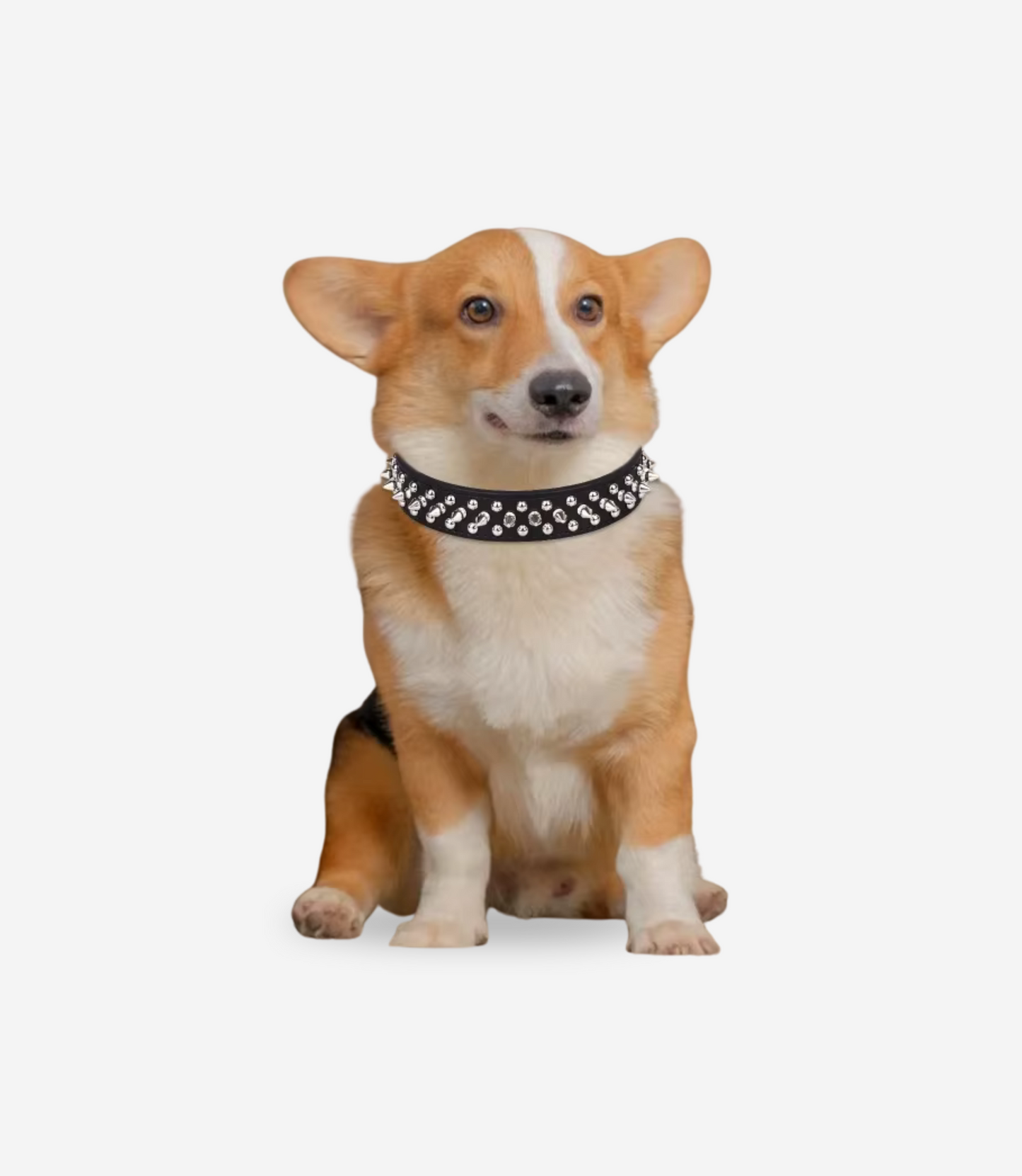Leather Spiked Dog Collar