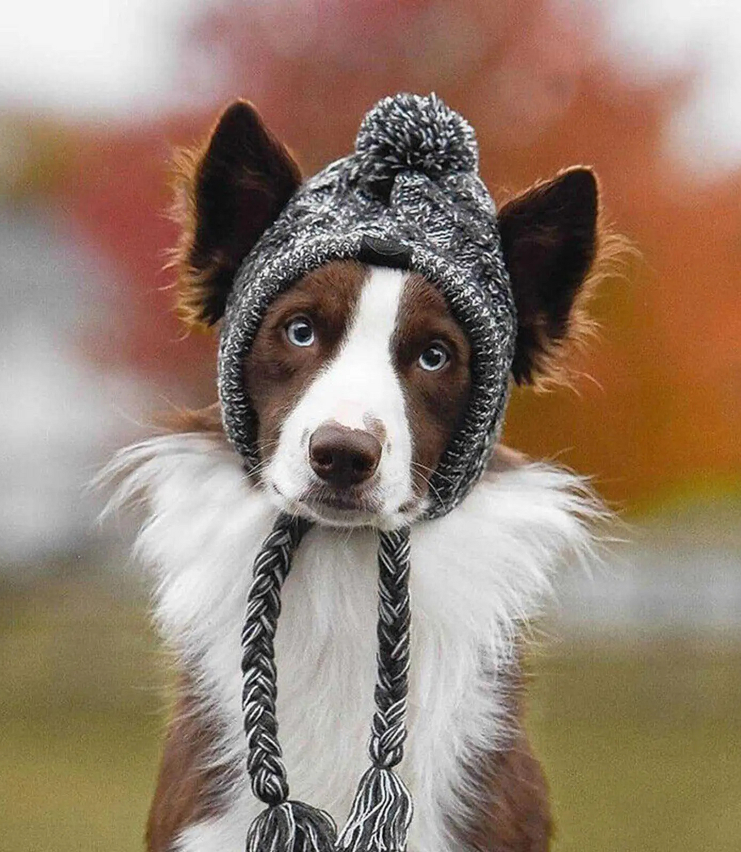 Winter Dog Hat