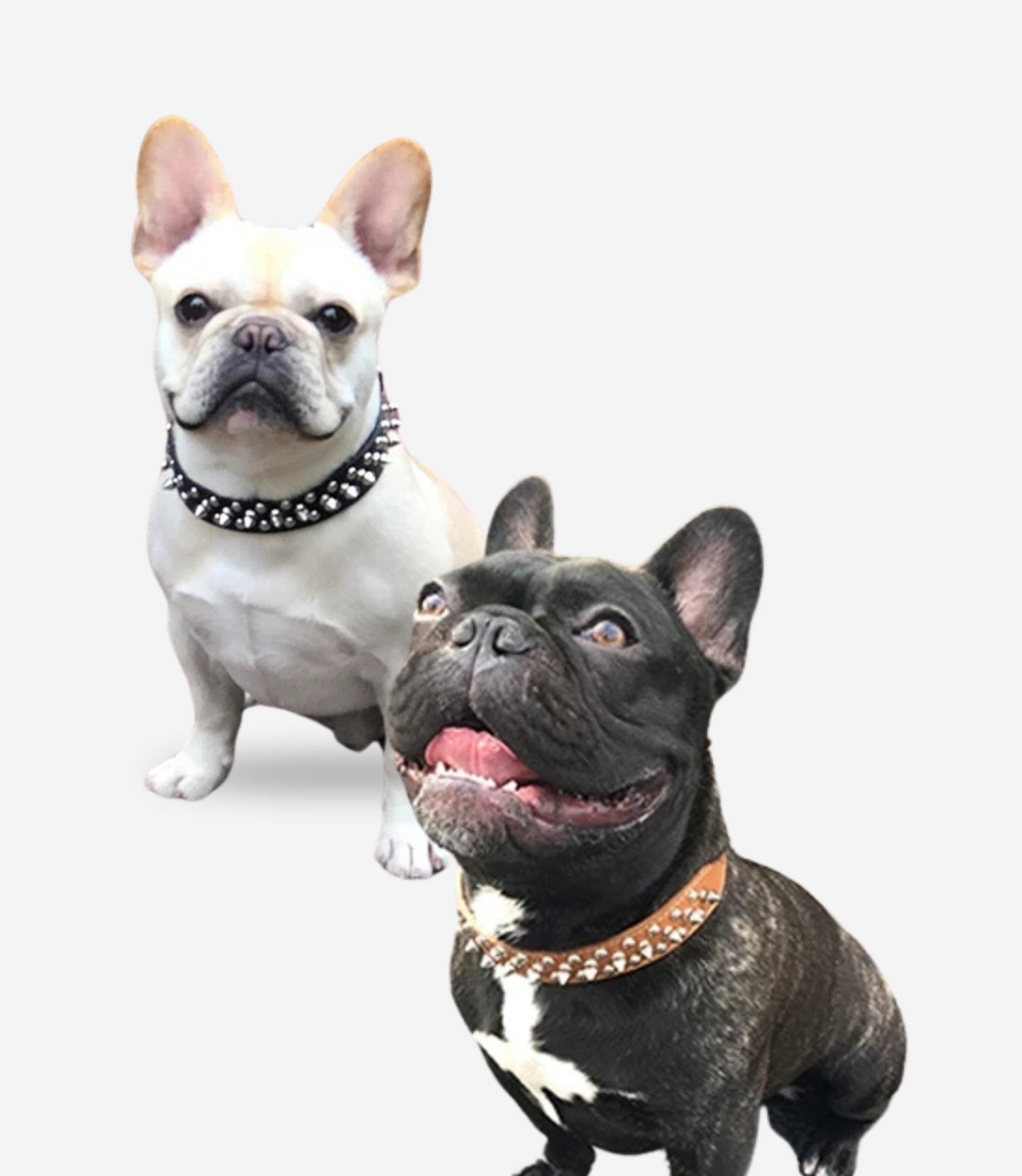 Leather Spiked Dog Collar