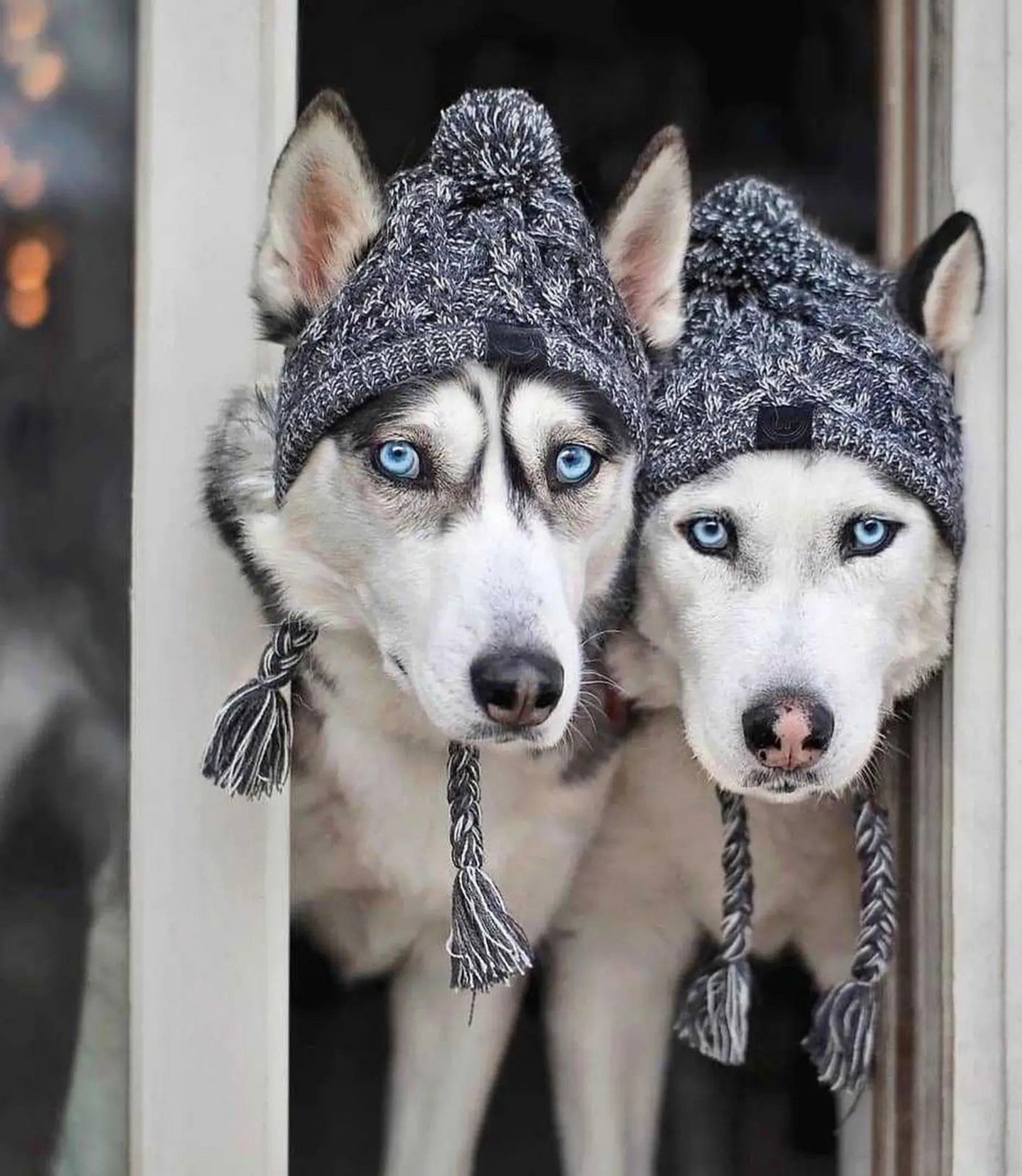 Winter Dog Hat