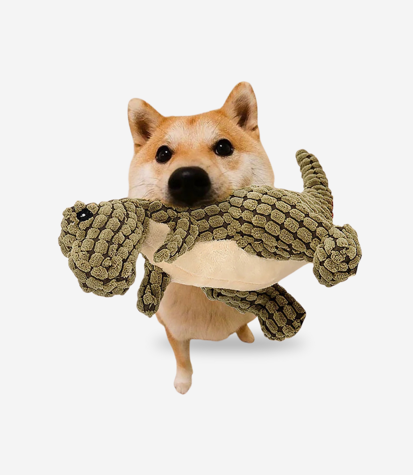 Dinosaur Squeaky Chew Toy
